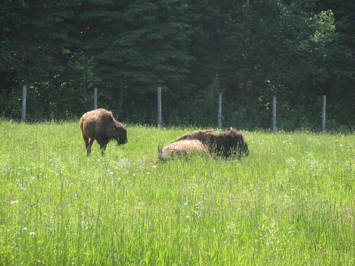 Ferme 021.JPG